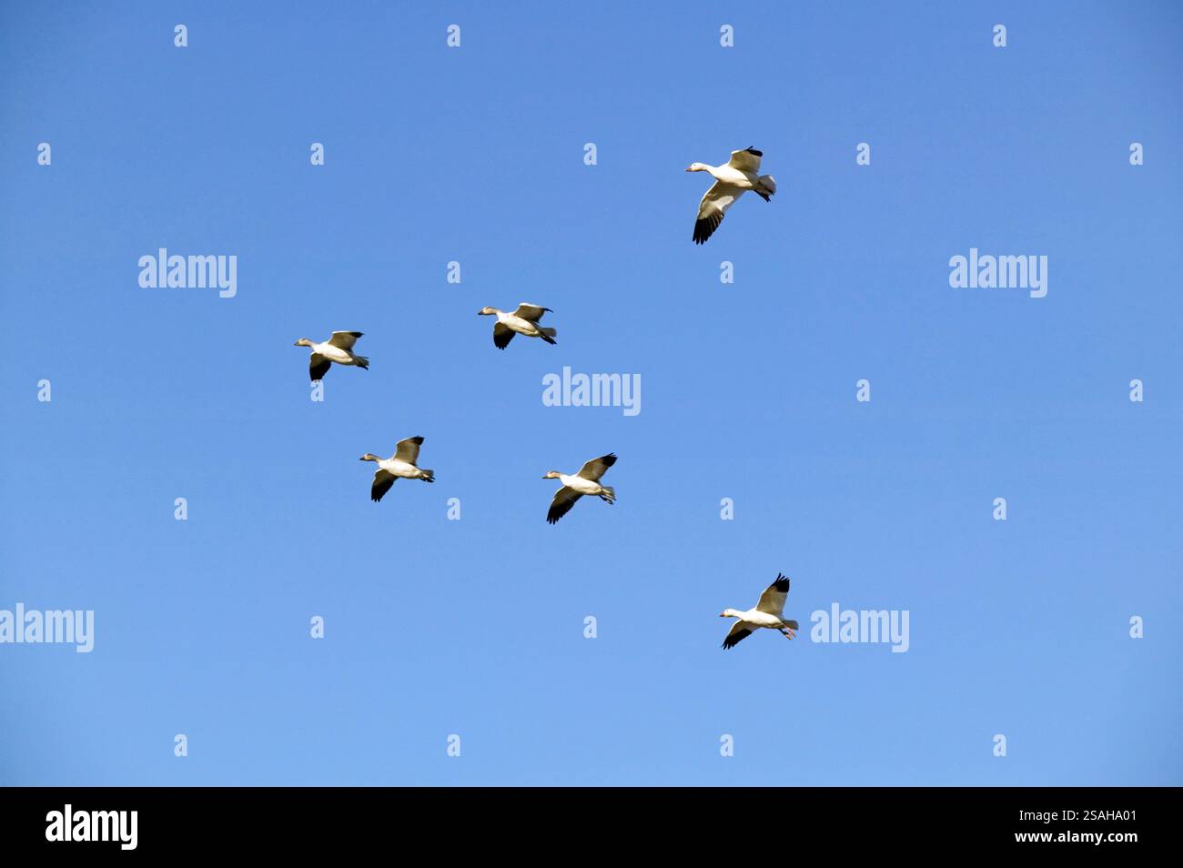 Schneegänse im Flug in V-Formation während der Migration im Spätherbst im Reifel-Vogelschutzgebiet im Delta bei Vancouver, British Columbia, Cana Stockfoto