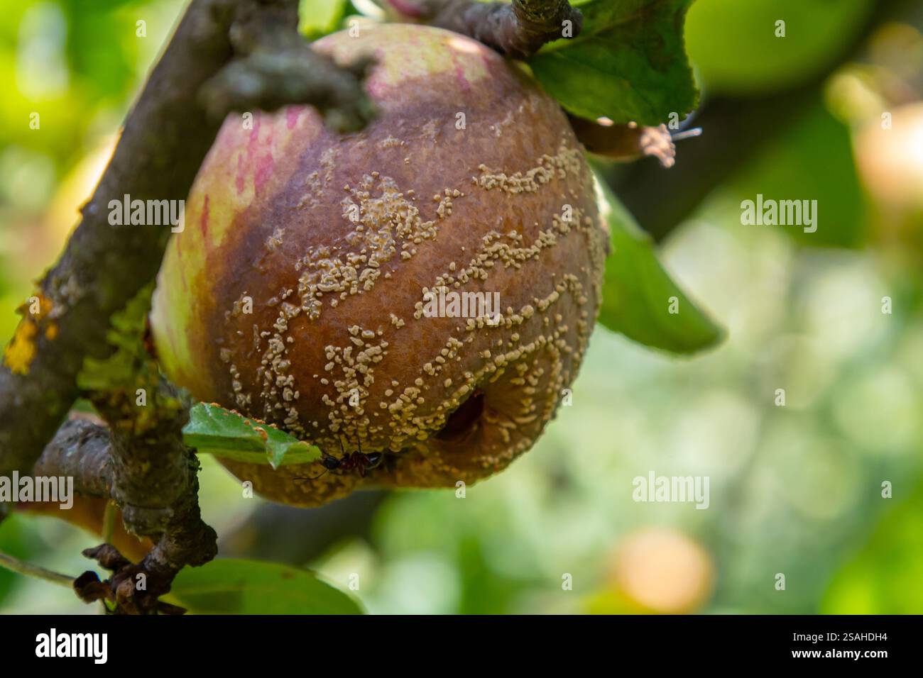 Ein Apfel mit sichtbarem Pilzwuchs hängt an einem Baumzweig, was auf eine Infektion hinweist. Die umliegenden Blätter sind leuchtend grün und zeigen Spätsumme Stockfoto