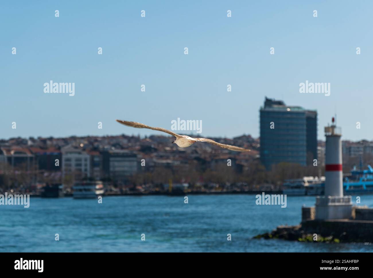 Möwen fliegen über den Bosporus mit einer Stadtlandschaft im Hintergrund. Eine dynamische Erfassung der urbanen Tierwelt in Istanbul Stockfoto
