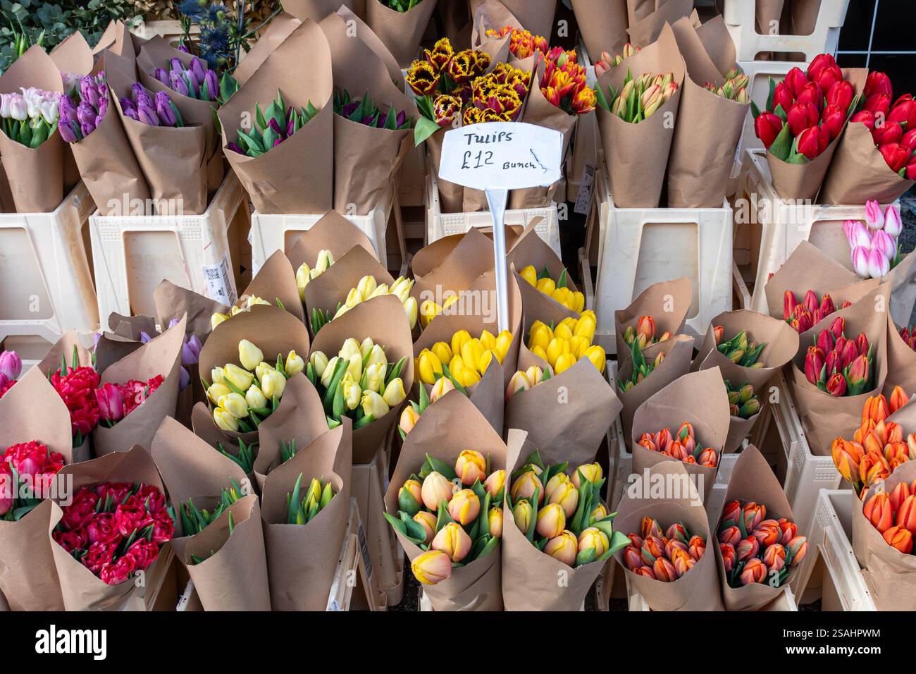 Tulpen zum Verkauf vor einem Blumengeschäft im Januar, London, England, Großbritannien. Frühjahrsblumen Stockfoto