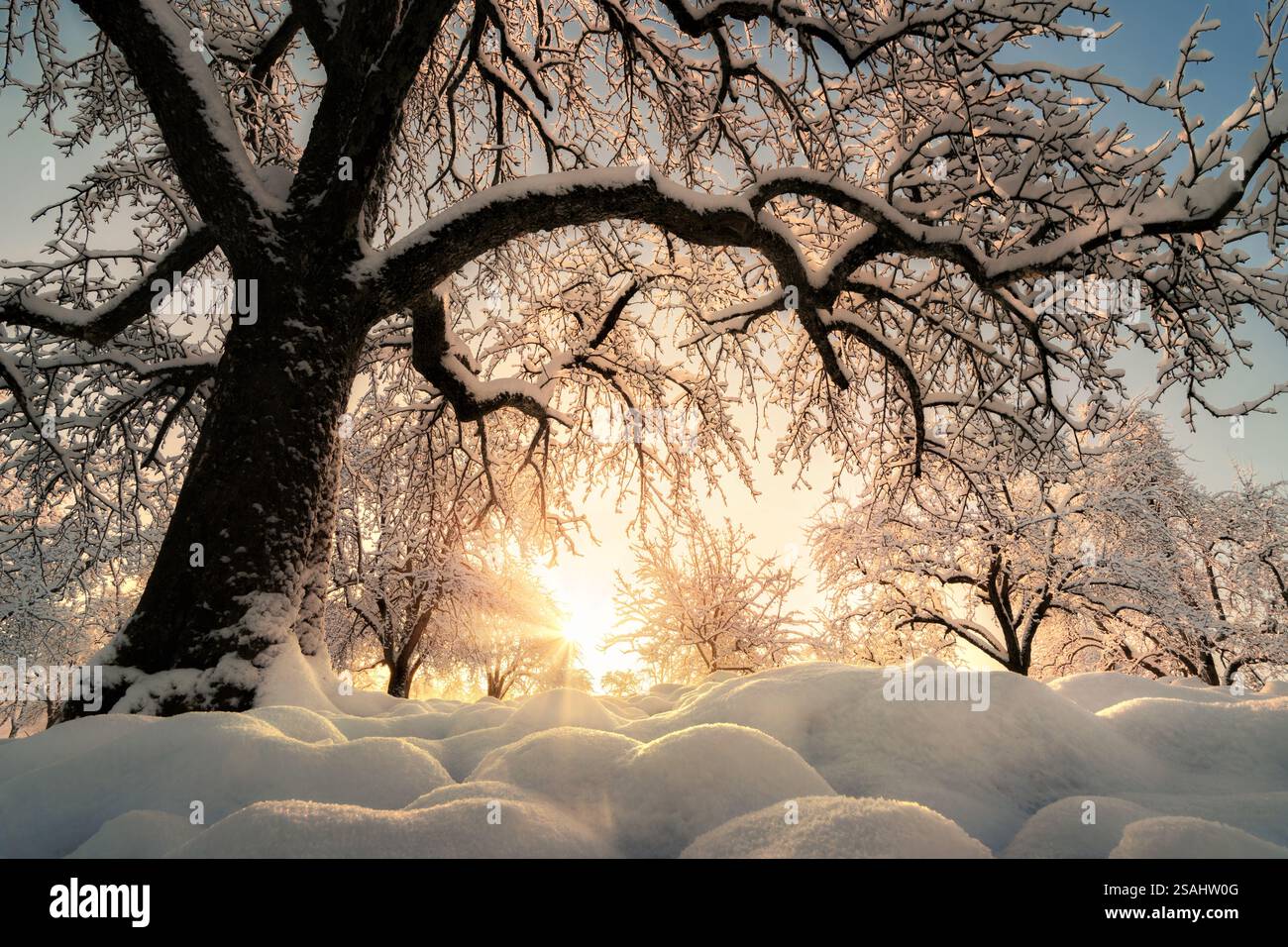 Ländliche Winterlandschaft mit der niedrigen Sonne hinter einem wunderschönen, schneebedeckten Baum, mit hinterleuchteten Schneepuschen auf dem Feld im Vordergrund Stockfoto Ländliche Winterlandschaft mit der niedrigen Sonne hinter einem wunderschönen, schneebedeckten Baum, mit hinterleuchteten Schneepuschen auf dem Feld im Vordergrund Stockfoto