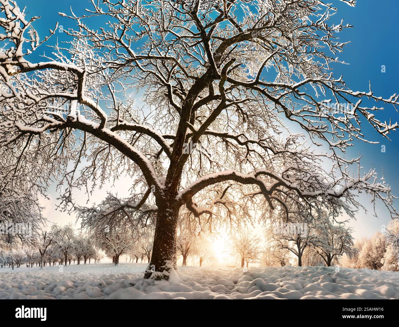 Ländliche Winterlandschaft mit der niedrigen Sonne hinter einem wunderschönen schneebedeckten Baum, mit tiefblauem Himmel im Hintergrund Stockfoto Ländliche Winterlandschaft mit der niedrigen Sonne hinter einem wunderschönen schneebedeckten Baum, mit tiefblauem Himmel im Hintergrund Stockfoto