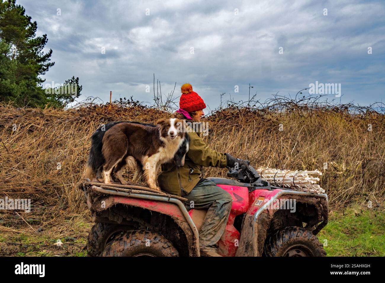 Schäferhund und auf Kompakttraktor. Stockfoto