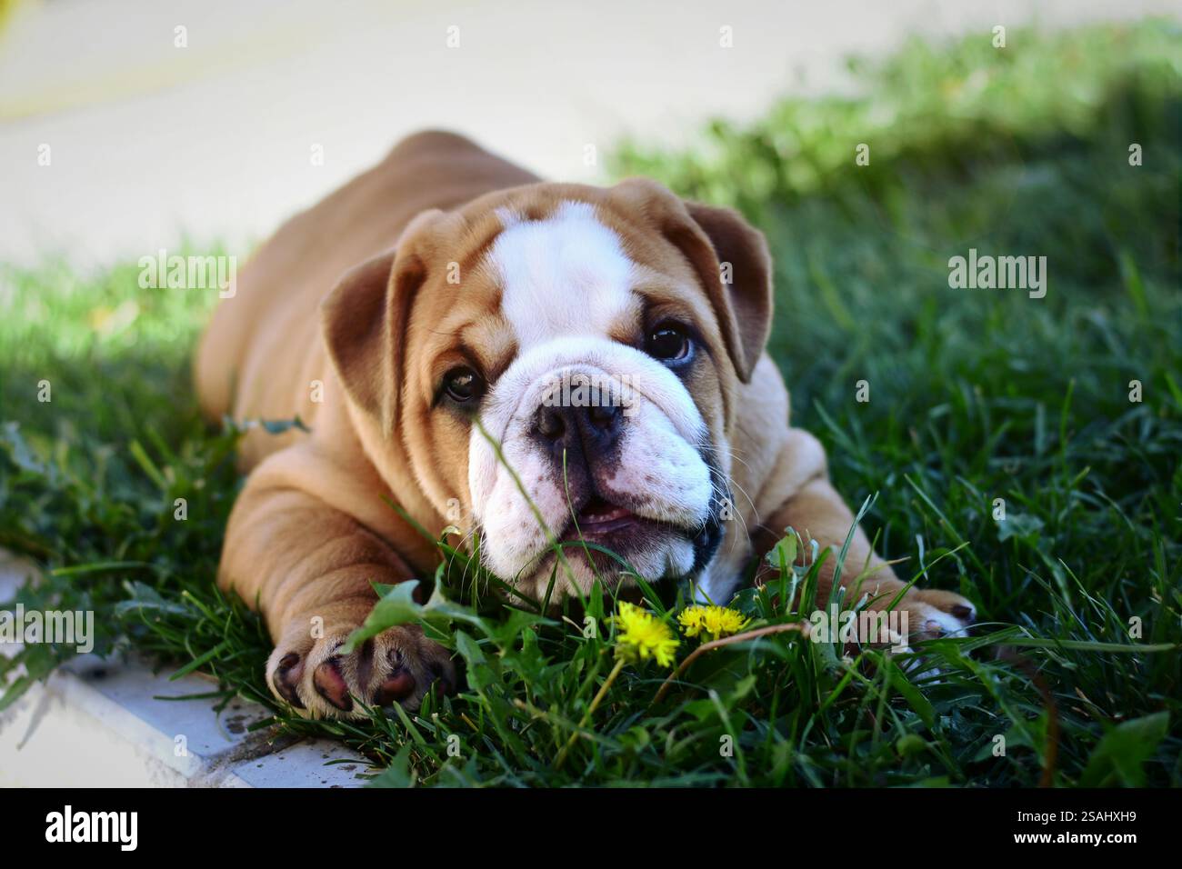 Süßes englisches Bulldog-Hündchen, Kitz und weiß Stockfoto