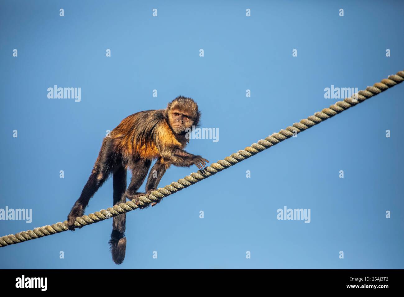 Der Goldbauchin (Sapajus xanthosternos) ist eine Art des neotropischen Affen der Neuen Welt. Er lebt hauptsächlich in Bäumen und ist allesfressend Stockfoto