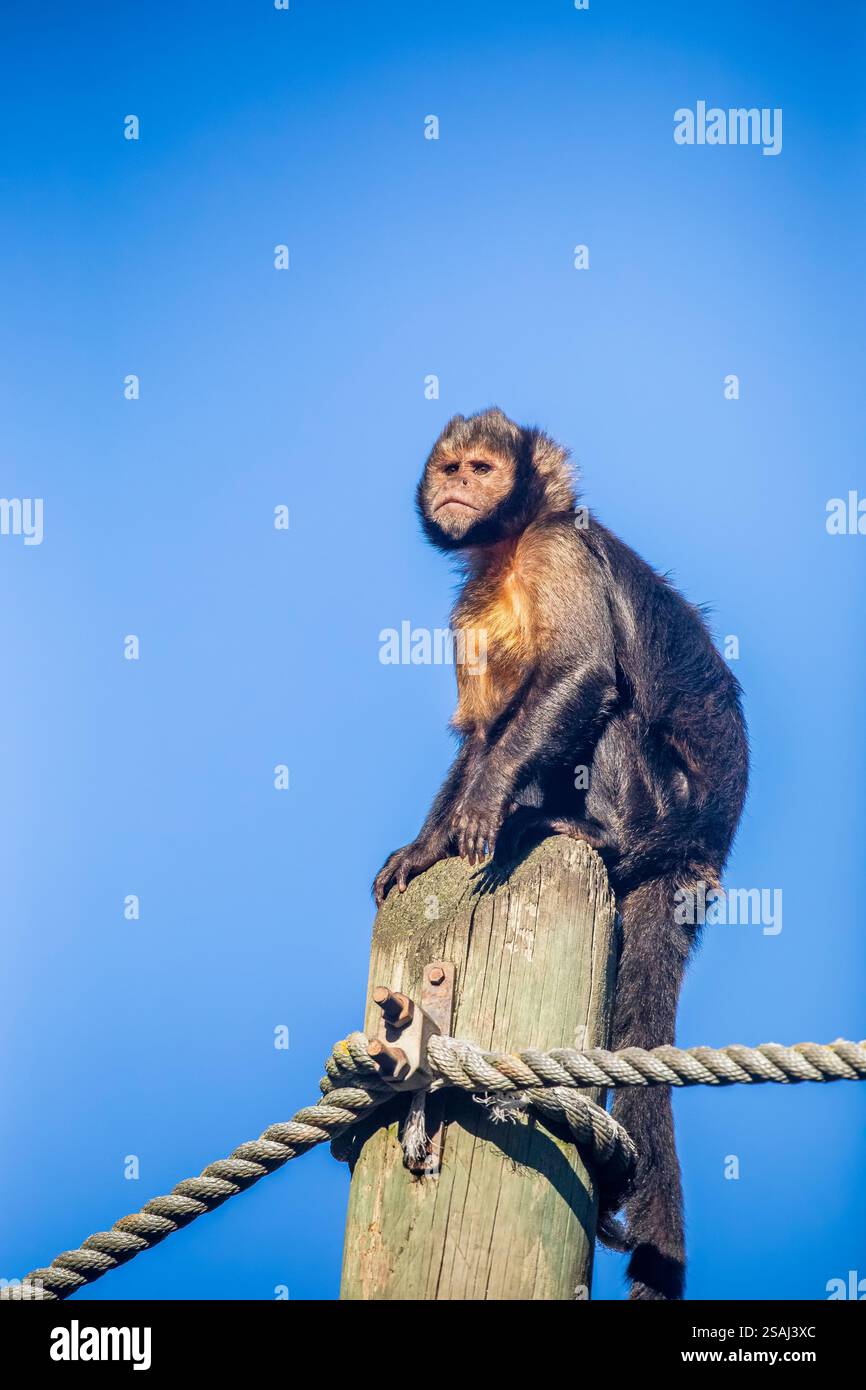 Der Goldbauchin (Sapajus xanthosternos) ist eine Art des neotropischen Affen der Neuen Welt. Er lebt hauptsächlich in Bäumen und ist allesfressend Stockfoto