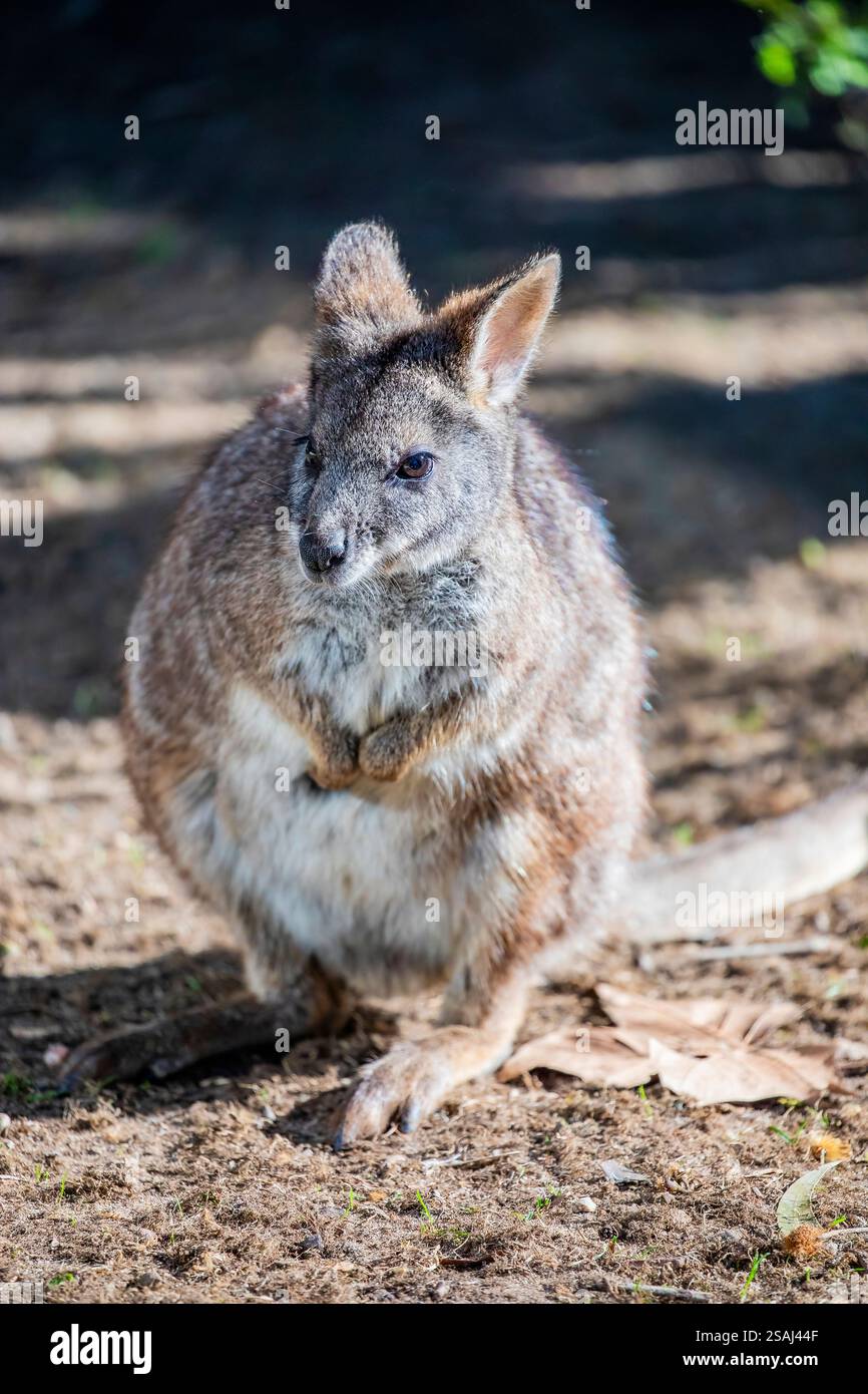 Das Parma wallaby (Notamacropus parma) ist ein kleines, schüchternes Beuteltier aus dem Osten Australiens. Er hat ein rötlich-braunes Fell mit einem blassen Bauch Stockfoto