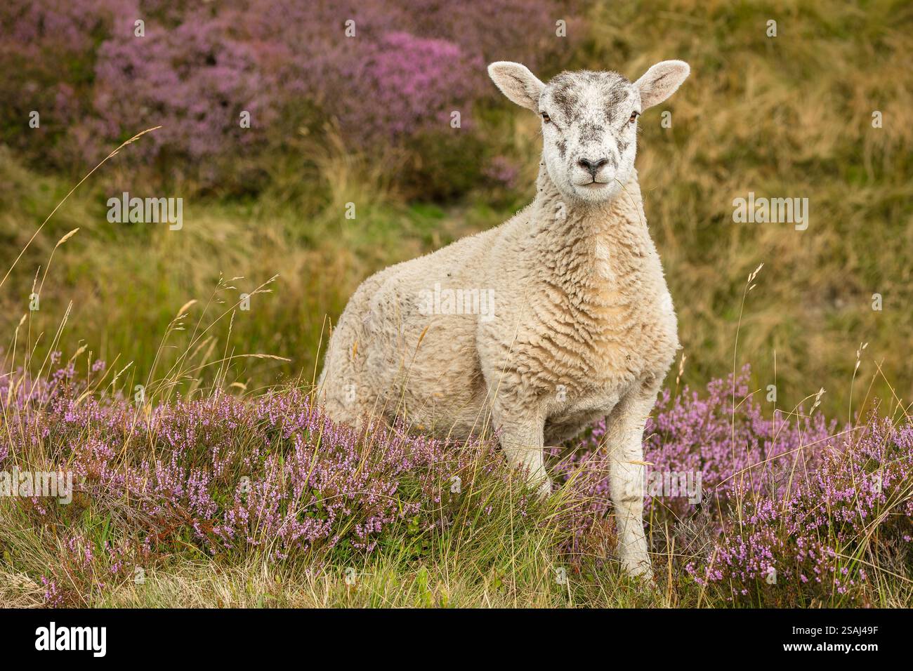 Lamm im Sommer, gut gewachsenes Lamm, frei herumstreifend und stand in violetter Heidekraut in den Yorkshire Dales, Großbritannien, vor der Kamera. Horizontal. Platz zum Kopieren. Stockfoto