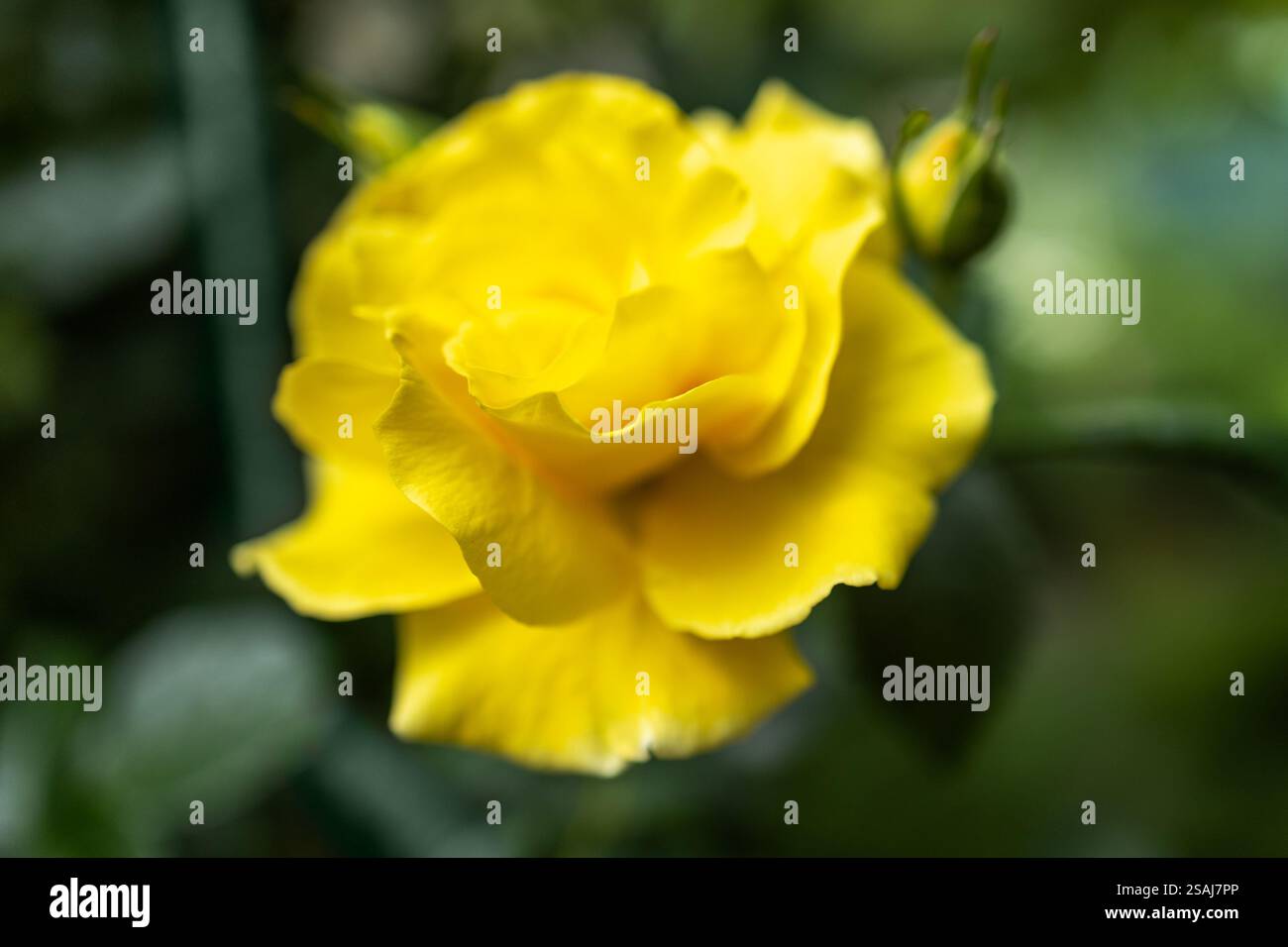 Aprikosengelbe englische Strauchrose Rosa Crown Princess Margareta blüht im Juni in einem Garten. Stockfoto