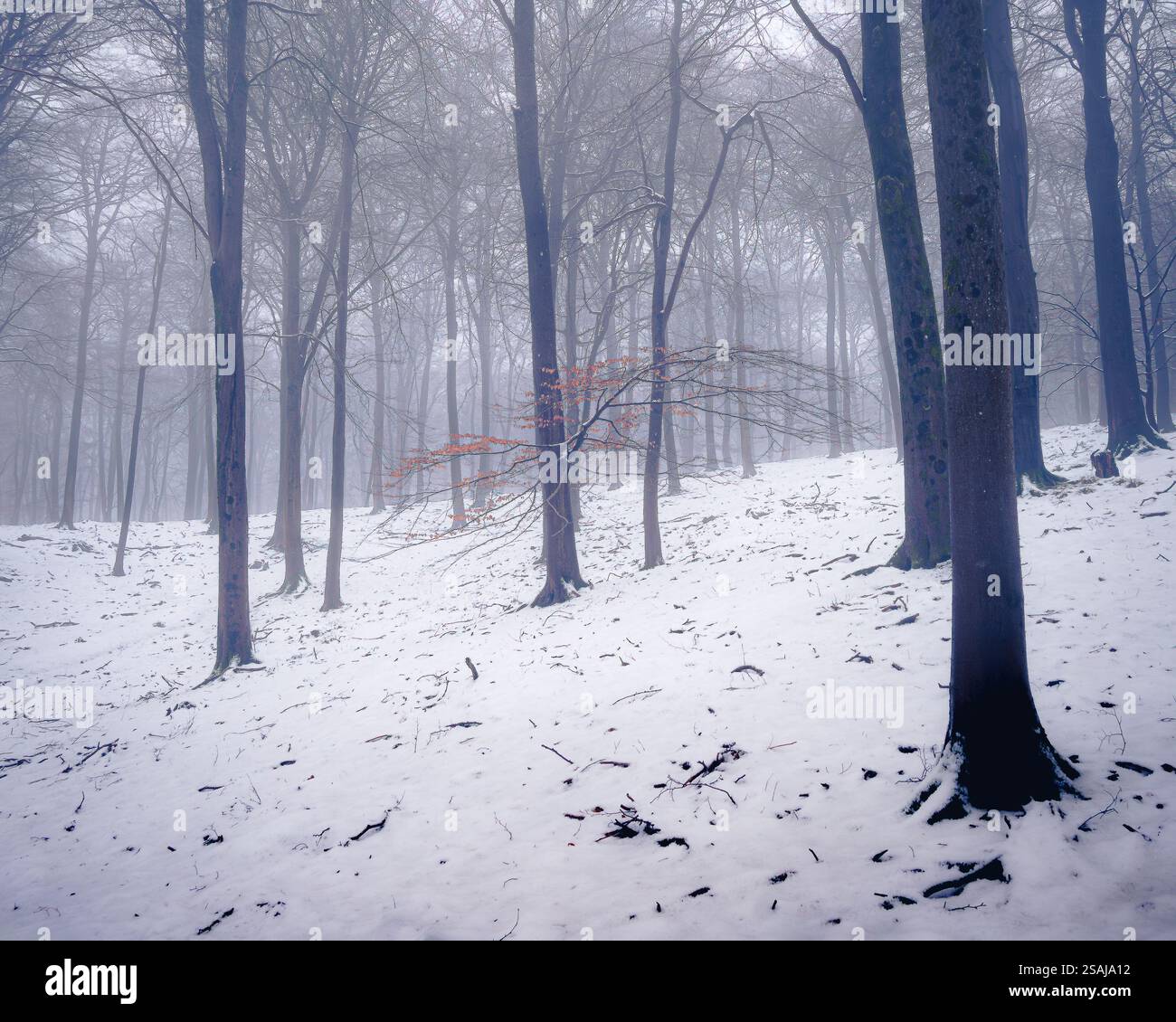 Ein stiller Wald im Winter Stockfoto