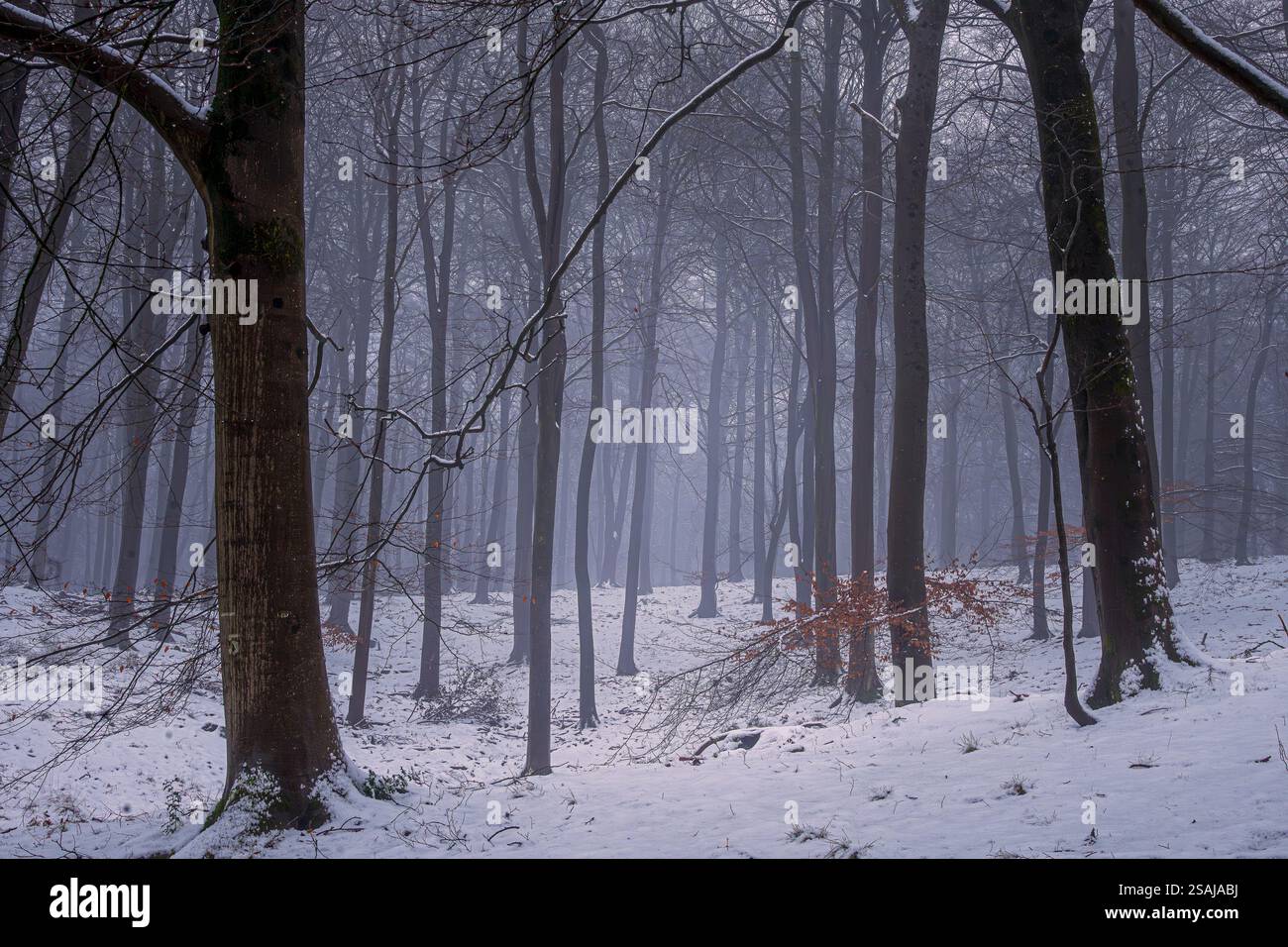 Stiller Wald Im Winter Bedeckt Mit Schnee Stockfoto