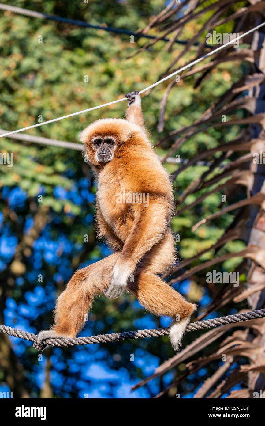Der Weißhänder-Gibbon (Hylobates lar) ist ein kleiner arborealer Primat aus Südostasien, bekannt für seine langen Arme, weiß markierten Hände Stockfoto