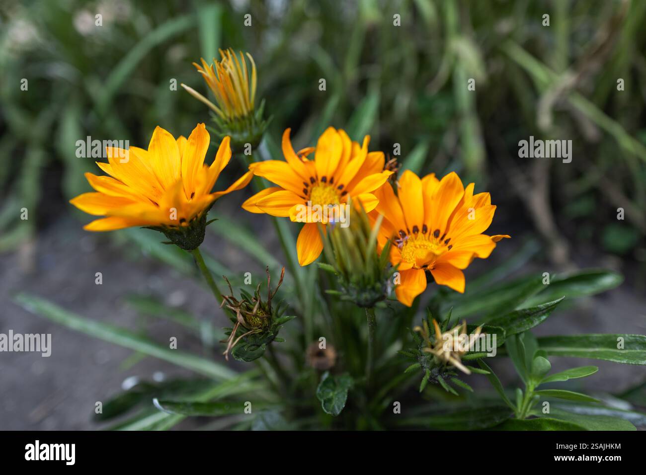 Gelbes Gazania oder Schatzblume in voller Blüte, Gazania rigens splendens. Stockfoto