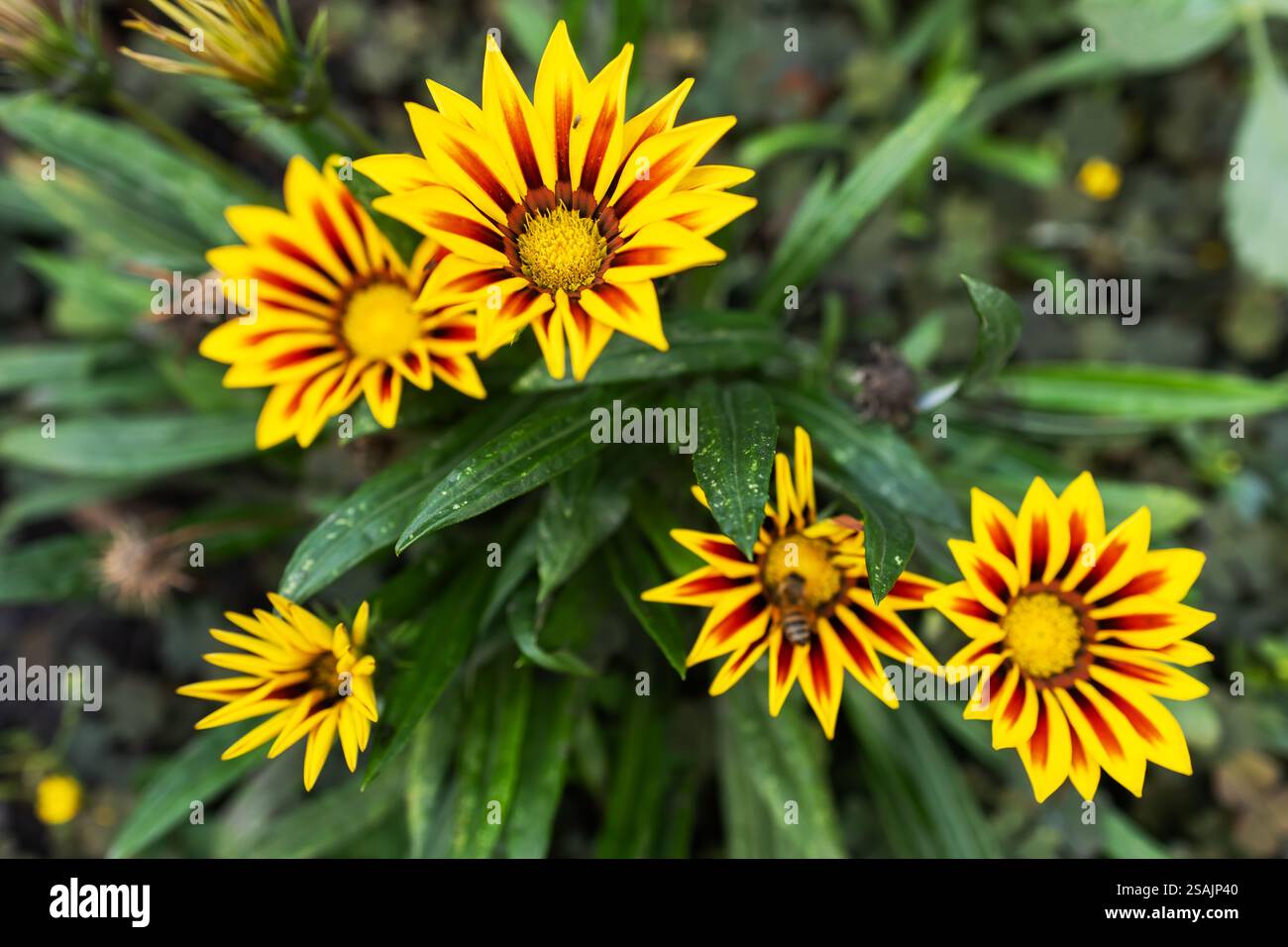 Wunderschöne Blumen Gazania im Blumengarten. Stockfoto