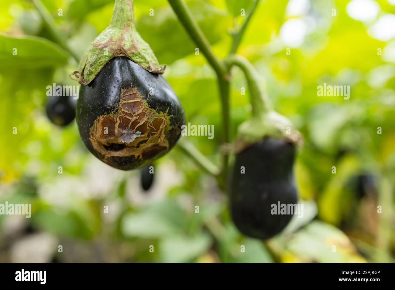 Verfaulte Auberginen auf einem Baum im Garten. Stockfoto