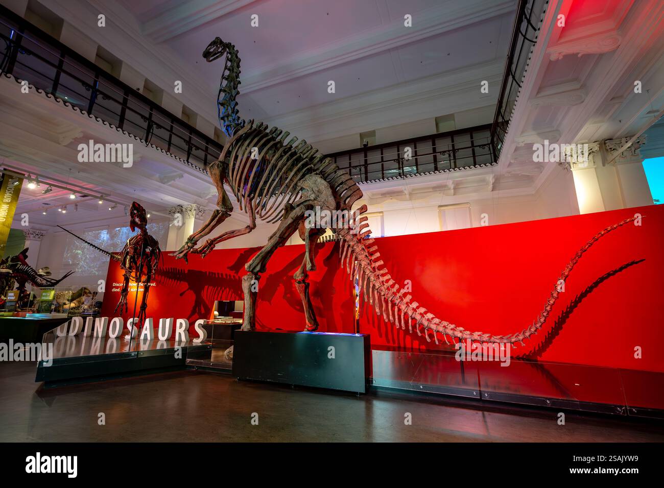 Sydney, NSW, Australien - Dinosaurierausstellung im Australian Museum Stockfoto