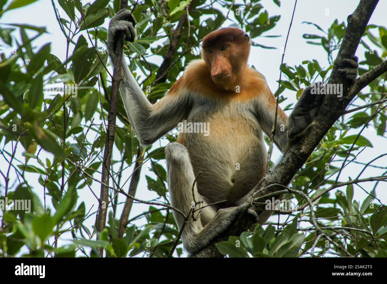 Männlicher Proboscis-Affe (Nasalis larvatus) in einem Regenwaldbaum, Borneo, Malaysia Stockfoto