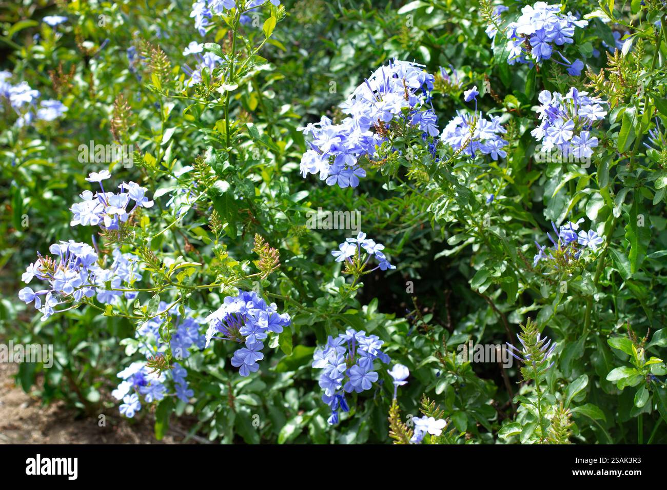 Ein Jasminstrauch mit blauen Blüten an einem sonnigen Tag Stockfoto