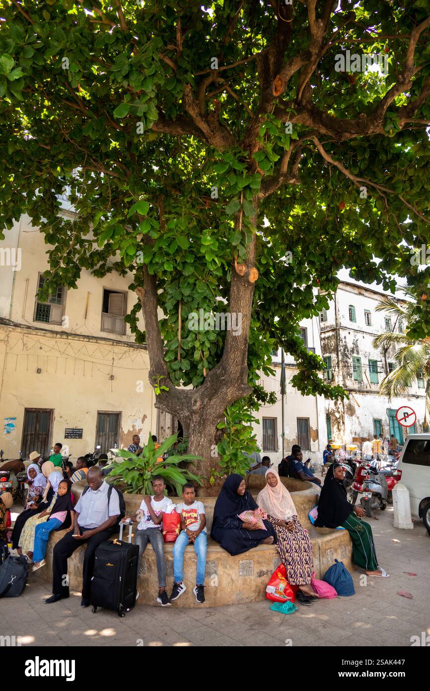 Afrika Tansania, Sansibar, Stonetown, Mizingani Road, Big Tree, Leute im Schatten von Banyan Tree Stockfoto