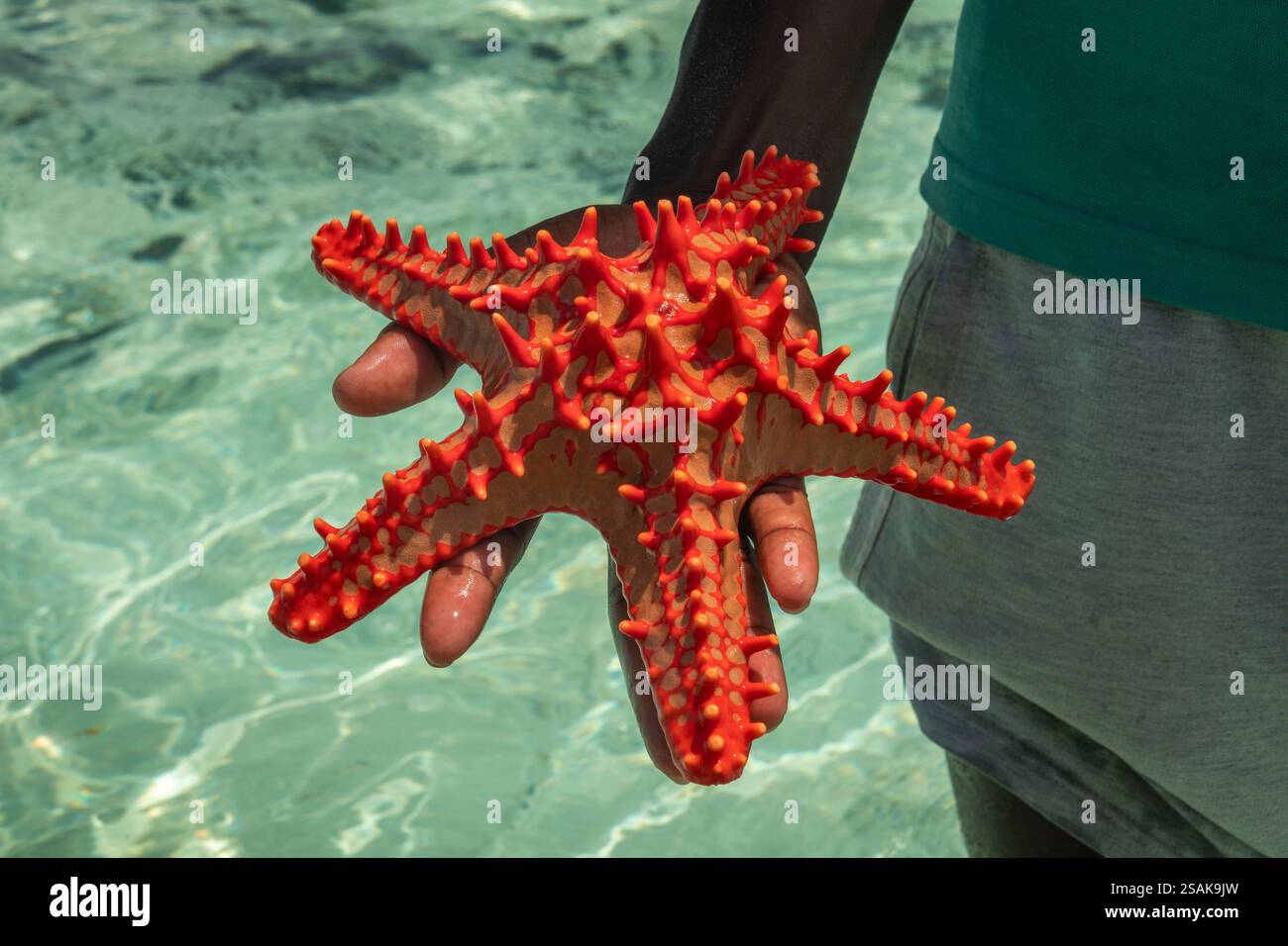 Afrika Tansania, Sansibar, Ostküste, Umwelt, Roter Seestern in der Hand, auf dem Riffspaziergang aus dem Wasser gehalten Stockfoto