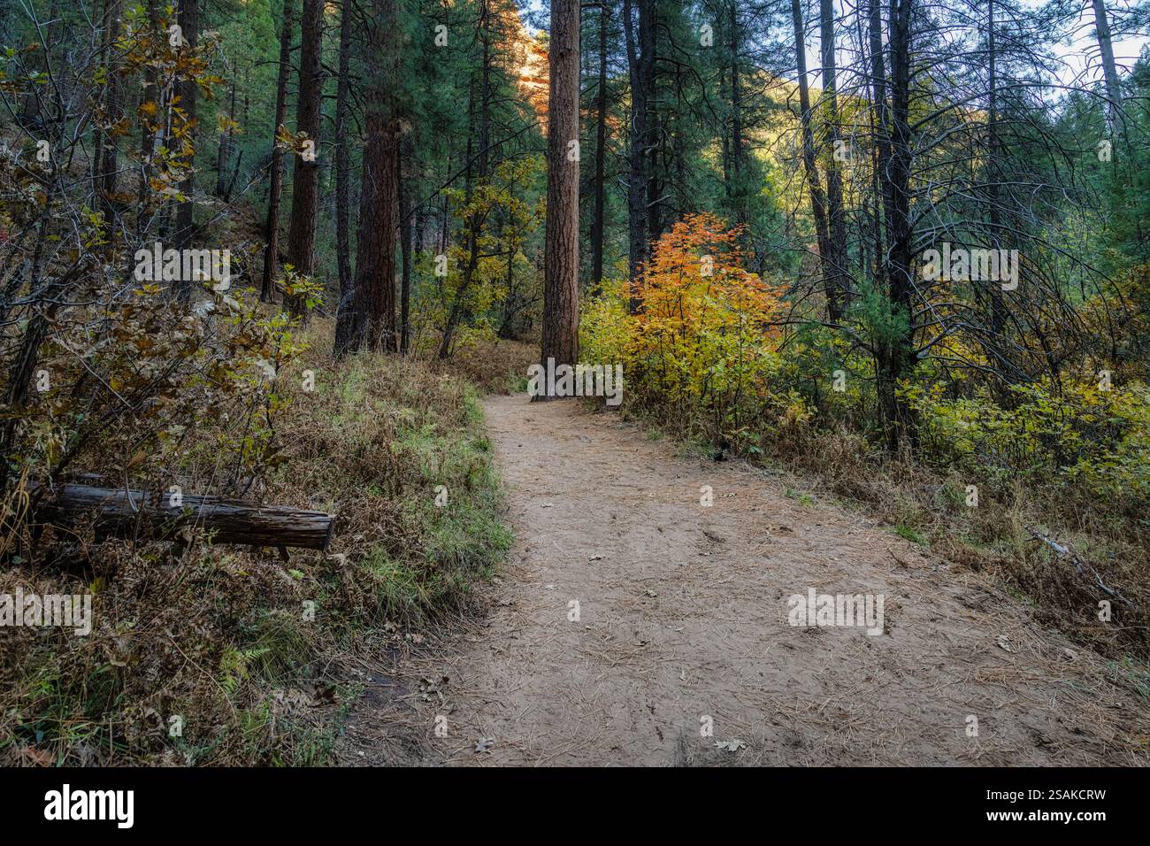 Auf dem West Fork Trail im Oak Creek Canyon in der Nähe von Sedona, Arizona Stockfoto