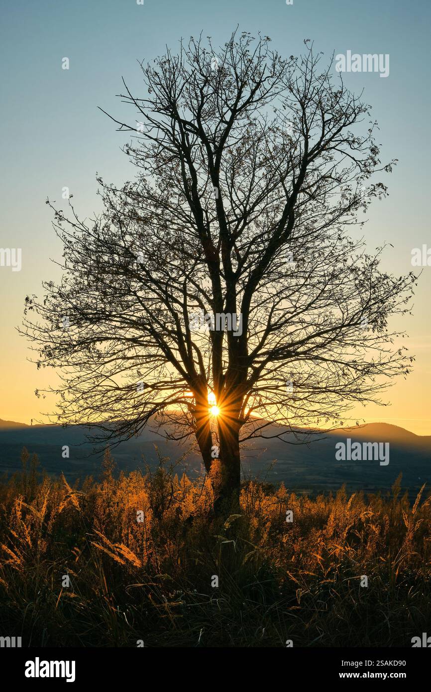 Ein Baum auf dem Feld mit Hügeln im Hintergrund und Sonnenstrahlen Stockfoto