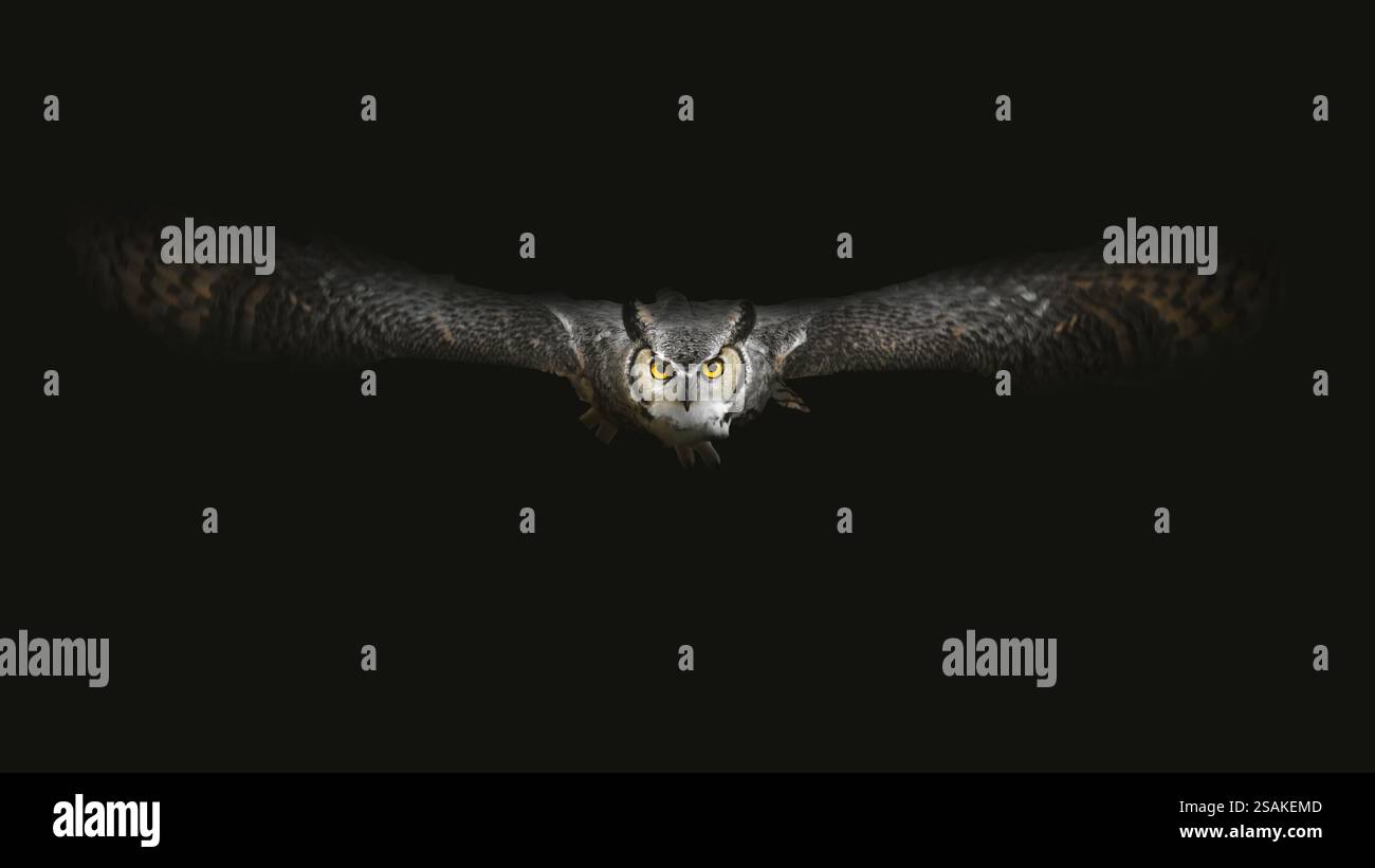 Eine große Horneule (Bubo virginianus), die zur Kamera fliegt, dunkle Stimmung, mattschwarzer Hintergrund, Minimalismus, Kopierraum, negativer Raum, 16:9 Stockfoto