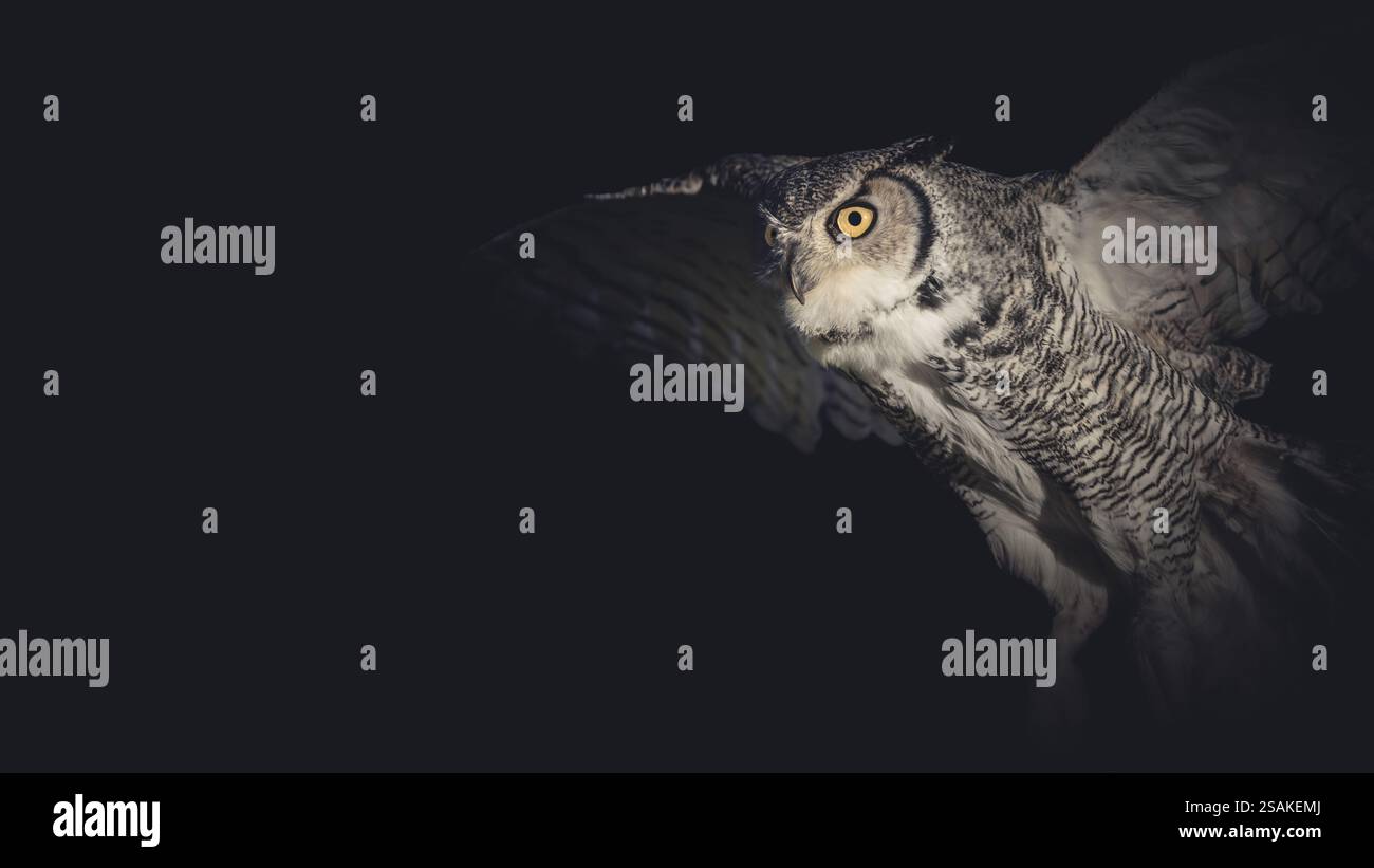 Nahaufnahme einer fliegenden Grat-Horneule (Bubo Virginianus), dunkle Stimmung, mattschwarzer Hintergrund, Kopierraum, negativer Raum, 16:9 Stockfoto