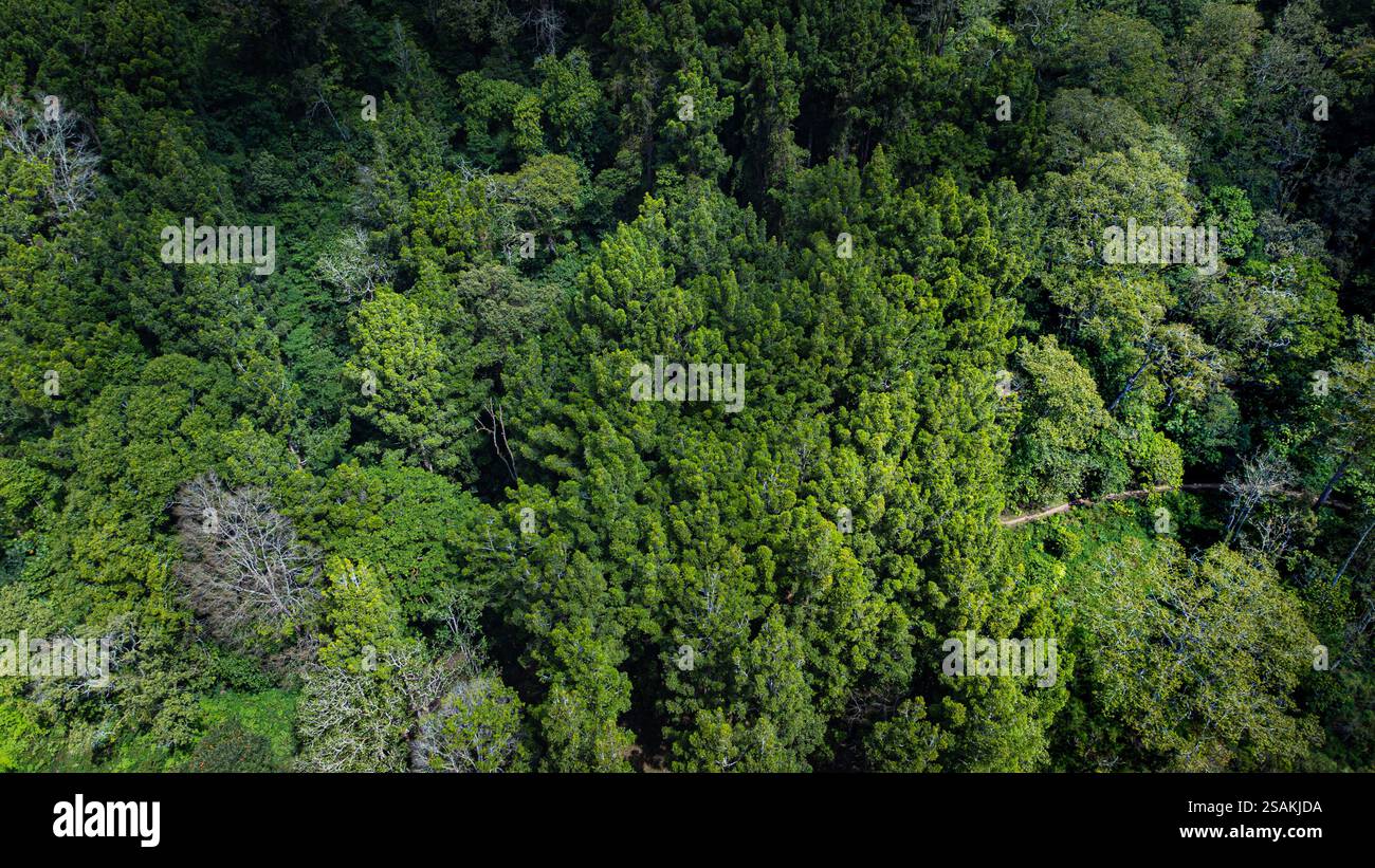 Das atemberaubende Grün und die ruhigen Gewässer des Lake Bratan, Bedugul, Bali, die das reiche tropische Ökosystem und die friedliche Atmosphäre der Region zeigen. Stockfoto