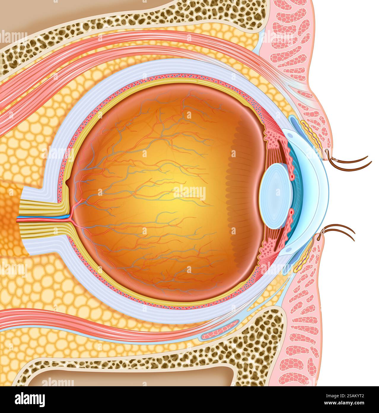 Eine Illustration der Anatomie des Auges, in der Sie sein Inneres und seine Umgebung sowie die verschiedenen Teile, aus denen es besteht, sehen können. Stockfoto