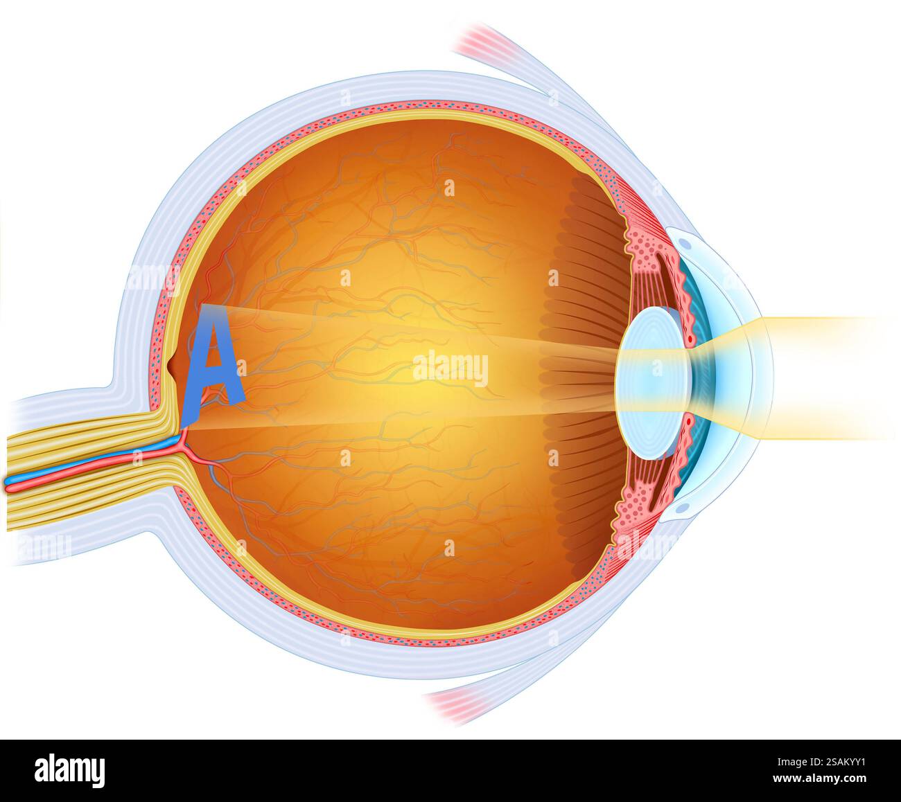 Diagramm des normalen Sehfokussierens des Auges. Darin sehen wir, dass das Bild direkt auf der Netzhaut entsteht. Stockfoto