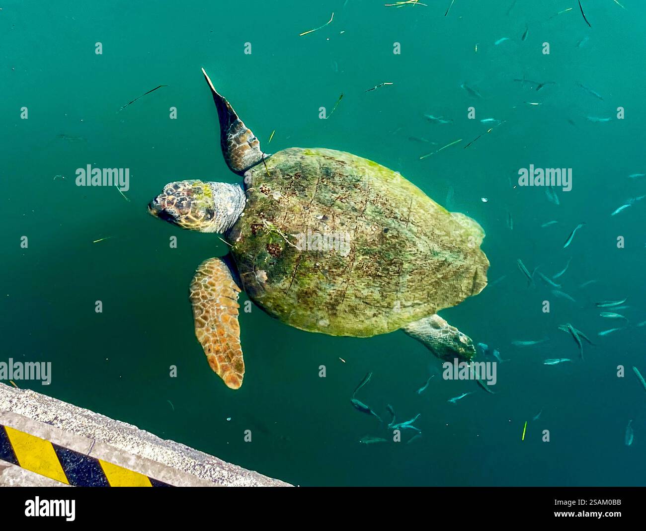 Schildkröte im Hafen Argostoli Stockfoto