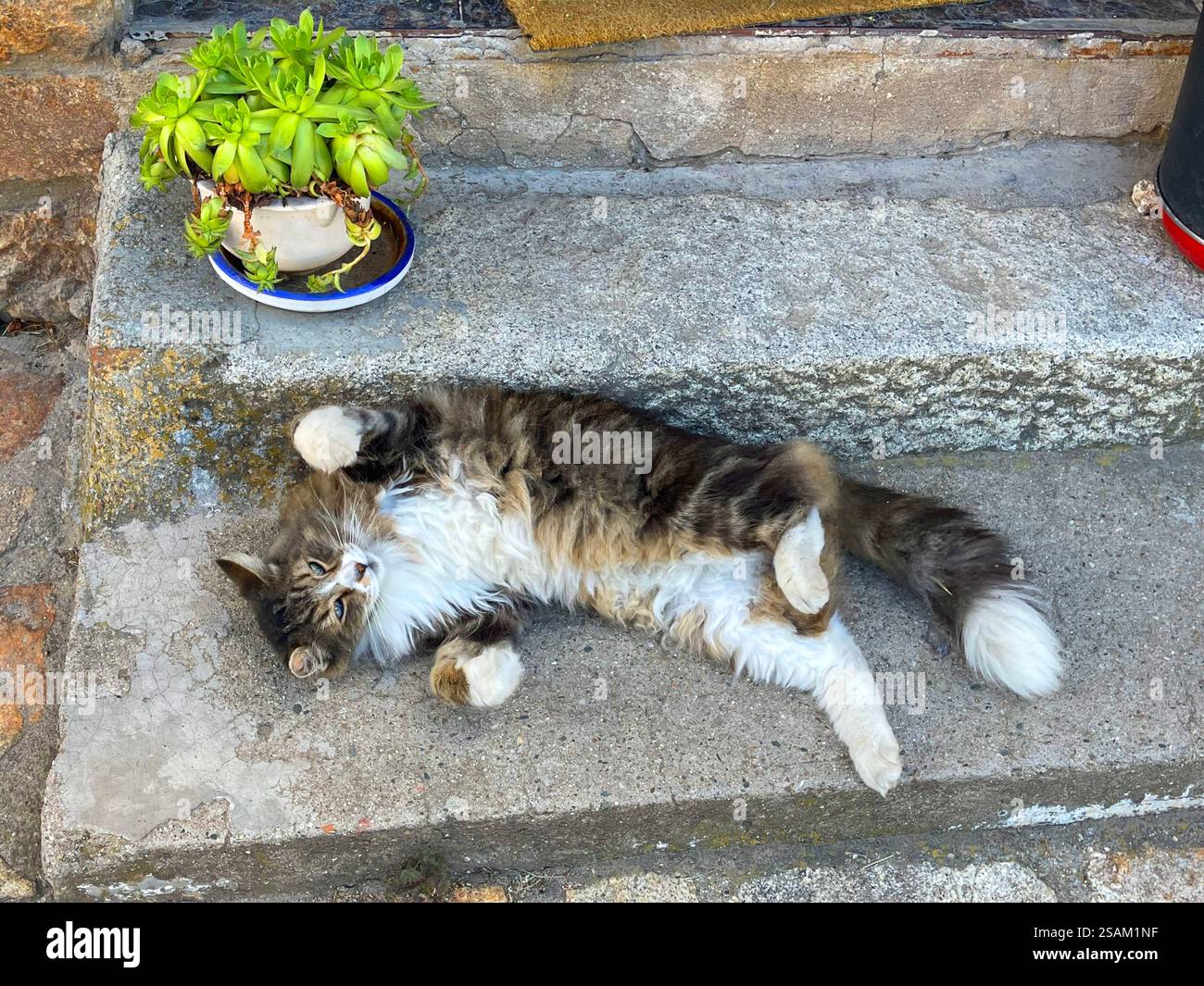 Gestromte und weiße Katze liegend drehen Schildkröte - Smartphone-aufgenommenes Stockfoto
