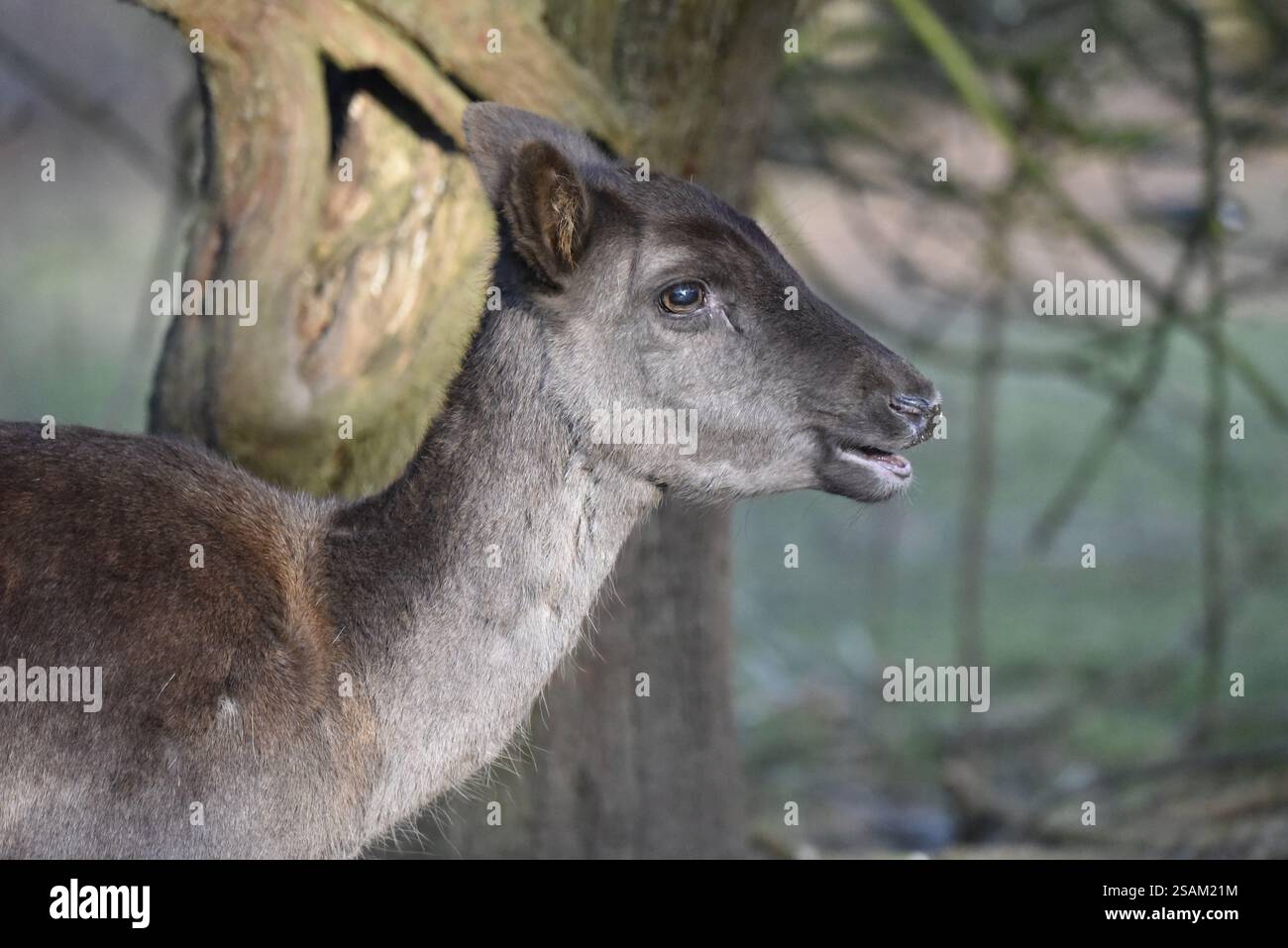 Vordergrundbild eines Brachhirschfawn (Dama dama) mit Kopf, Hals und Oberkante Rückseite rechts auf, vor einem Waldhintergrund in der Wintersonne, Großbritannien Stockfoto