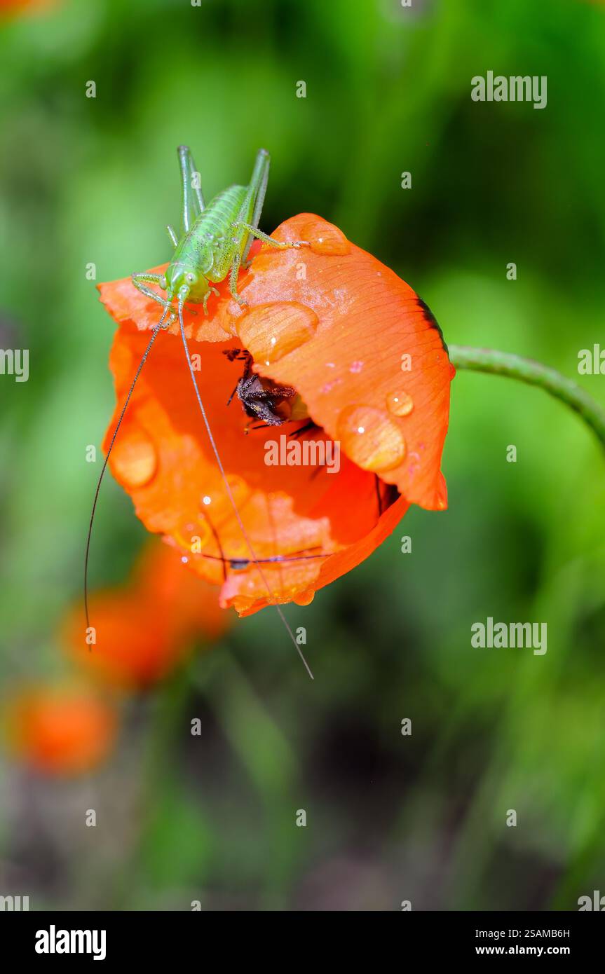 Grashüpfer auf einer tau bedeckten Orangenmohnblume mit selektivem Fokus und Bokeh-Effekt Stockfoto