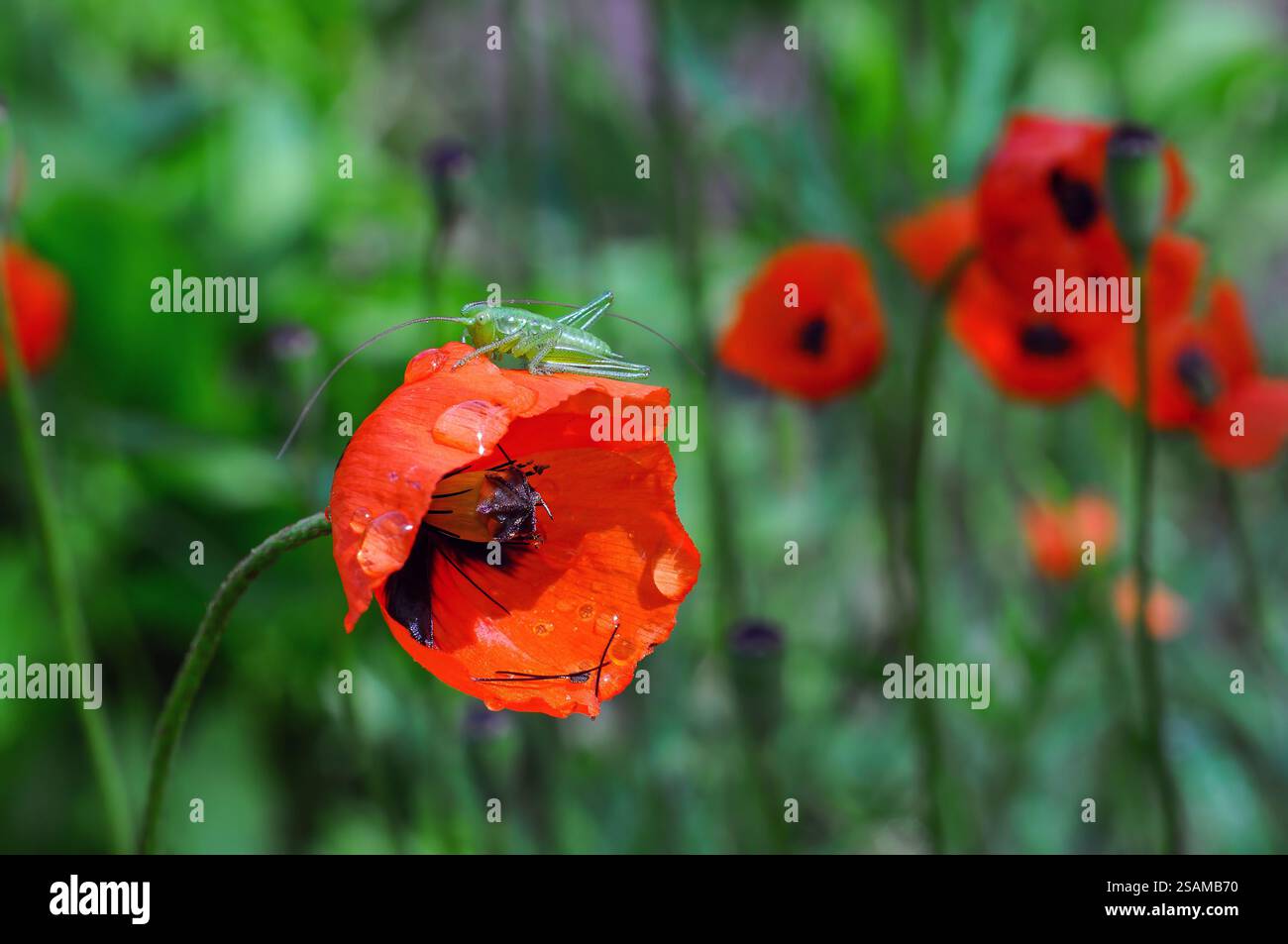 Grüner Heuschrecken, der auf einer taufrischen, orangen Mohnblume sitzt, in weichem Fokus mit Bokeh-Hintergrund Stockfoto