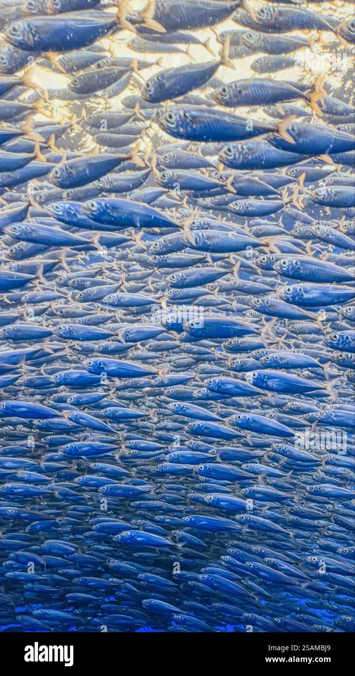 Sphere Las Vegas Stockfoto