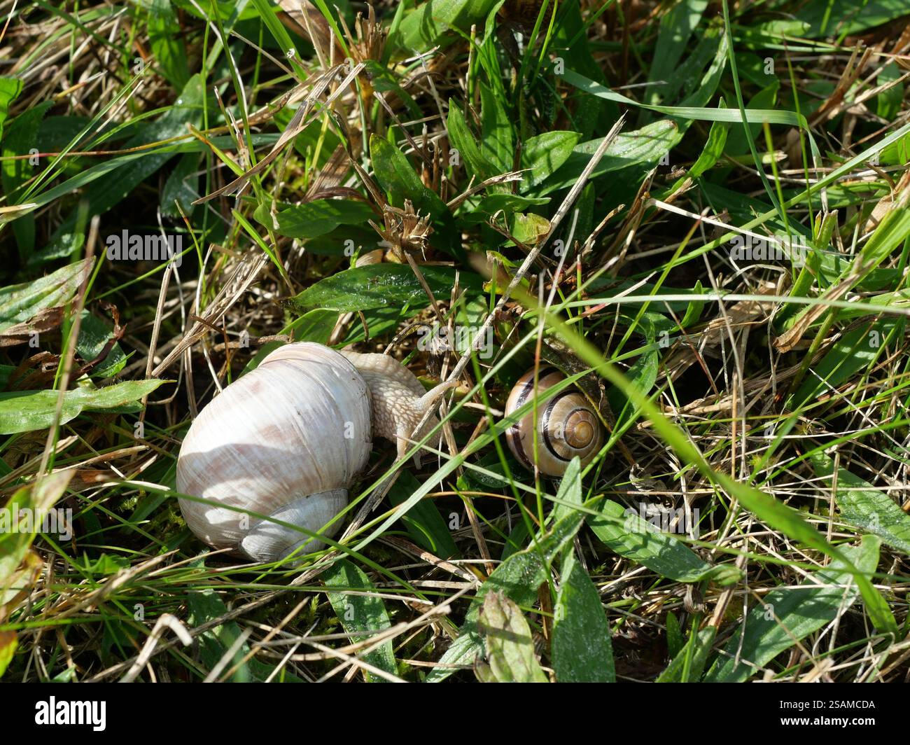 Eine große Traubenschnecke kriecht langsam über eine grüne Wiese und zieht ihre Tentakel aus. Ein faszinierendes Makrofoto, das die Schönheit der Natur aus nächster Nähe zeigt. Stockfoto