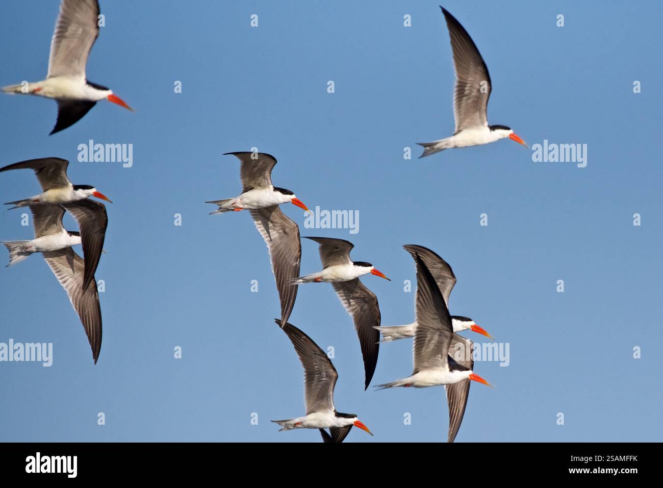 Afrikanischer Skimmer, Rynchops flavirostris, 8 Vögel im Flug, Chobe River, Botswana, Afrika Stockfoto