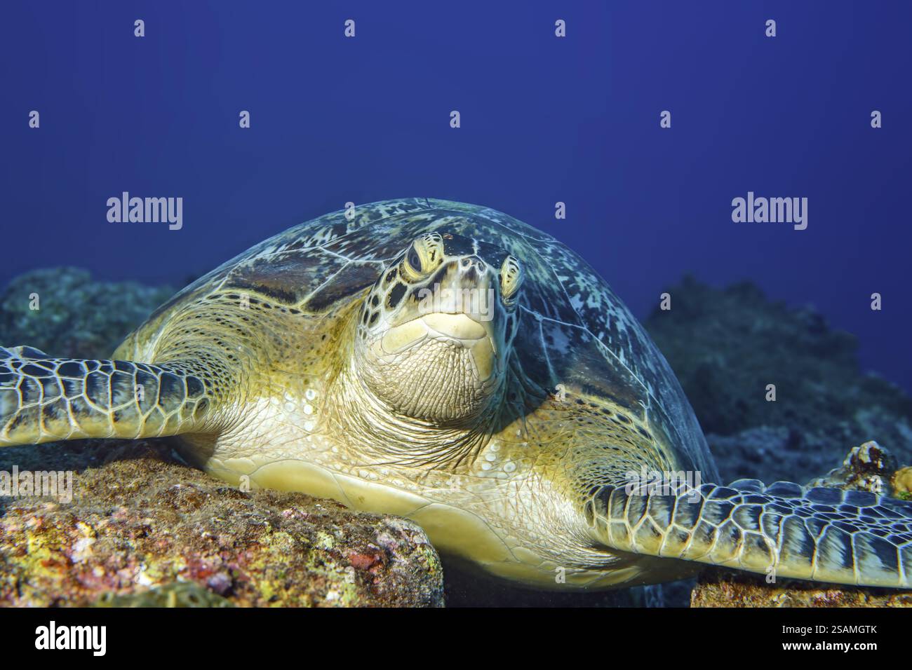 Porträt eines großen Exemplars der Grünen Schildkröte (Chelonia mydas) Grüne Schildkröte, die auf Rifffelsen liegt und auf den Betrachter blickt, Indischer Ozean, Pereybere, Mau Stockfoto