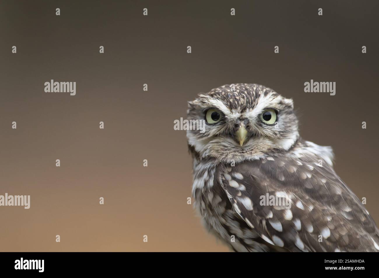 Kleine Eule (Athene noctua) Erwachsener Vogelkopf Porträt, England, Vereinigtes Königreich, Europa Stockfoto