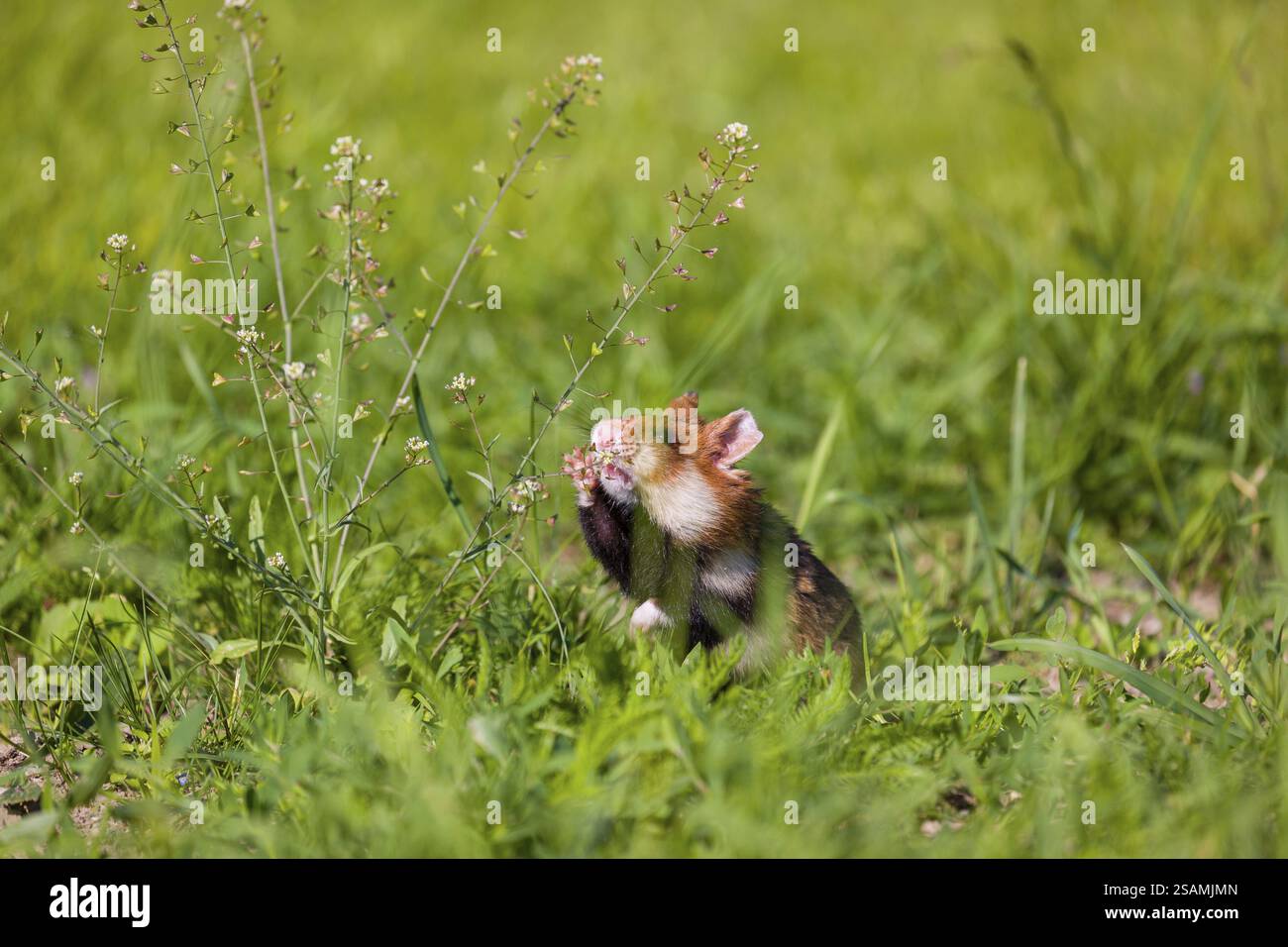 Ein Europäischer Hamster (Cricetus cricetus), ein eurasischer Hamster, Schwarzbauchhamster oder gewöhnlicher Hamster sammelt Kräuter, Gras und Gänseblümchen auf einer Wiese Stockfoto