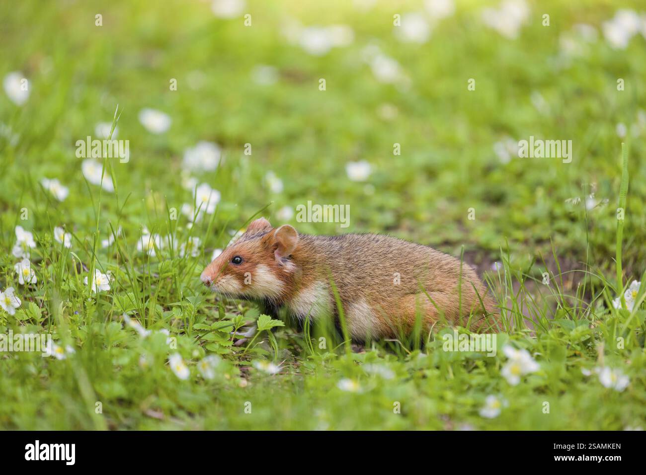 Ein Europäischer Hamster (Cricetus cricetus), ein eurasischer Hamster, Schwarzbauchhamster oder gewöhnlicher Hamster sammelt Kräuter, Gras und Gänseblümchen auf einer Wiese Stockfoto