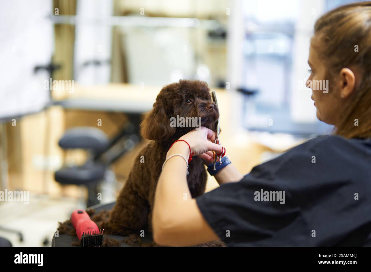 Hundepflege für einen kleinen braunen Pudel in einem gemütlichen Salon Stockfoto