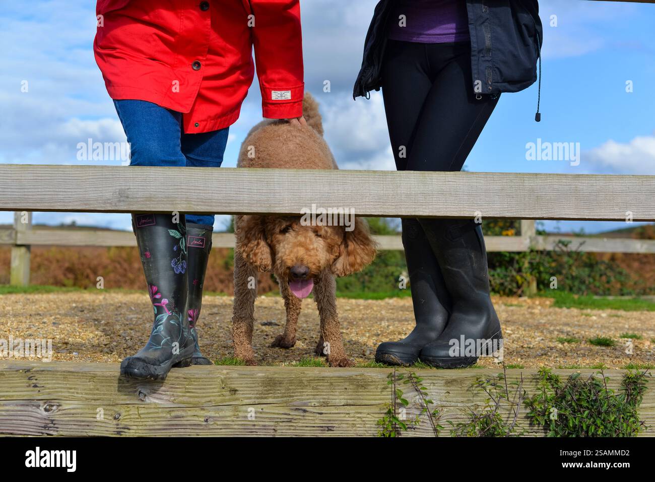 Cockapoo-Hund mit zwei Personen (Frauen) in Wellington-Stiefeln von der Hüfte nach unten Stockfoto