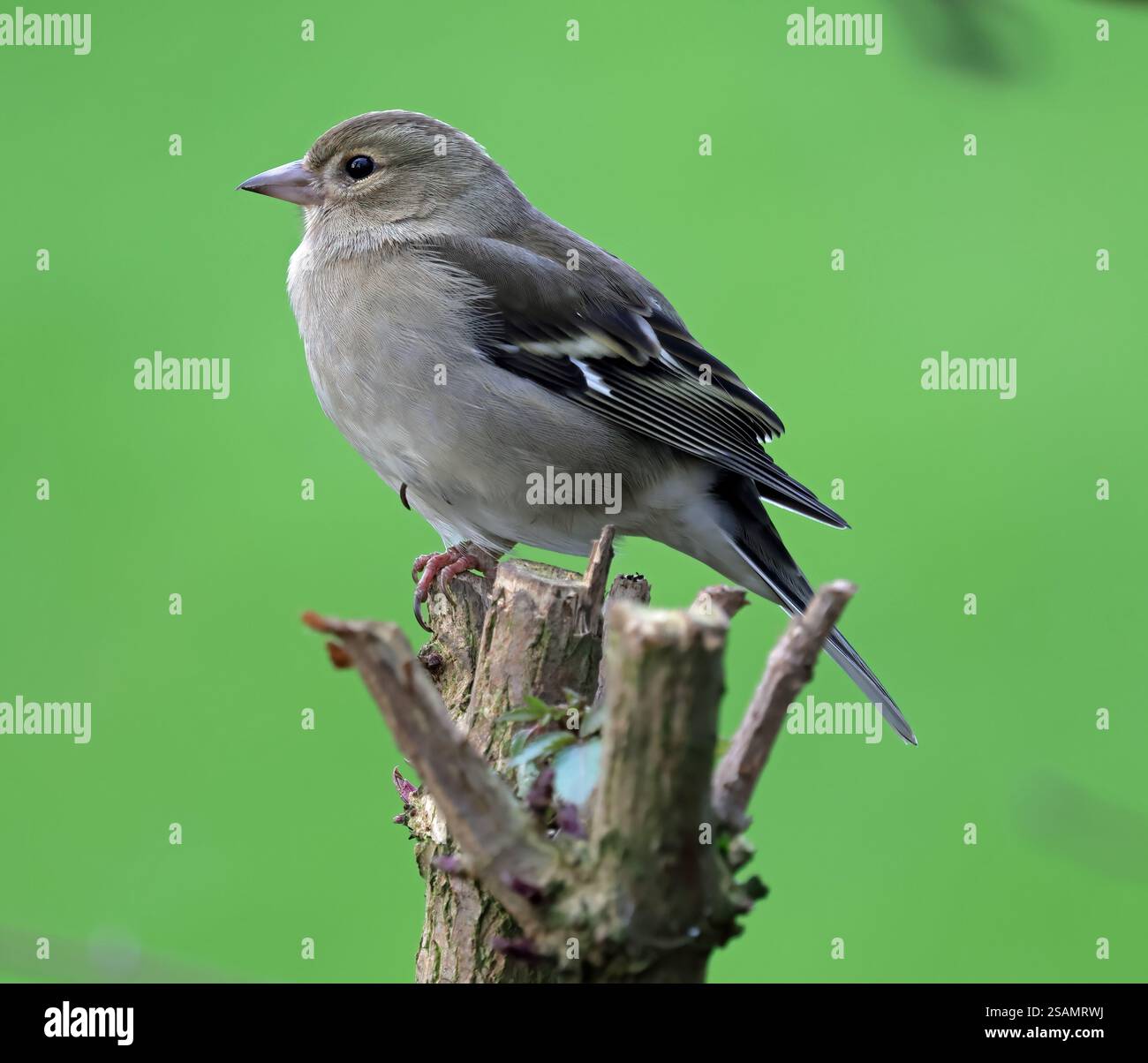 Gemeinsame Buchfink (Fringilla coelebs) Stockfoto