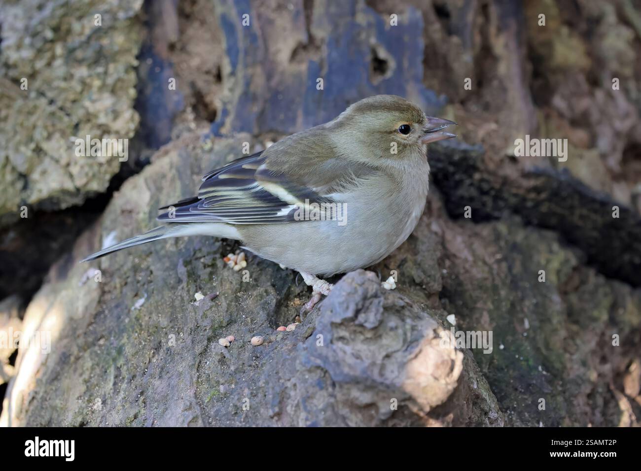 Gemeinsame Buchfink (Fringilla coelebs) Stockfoto