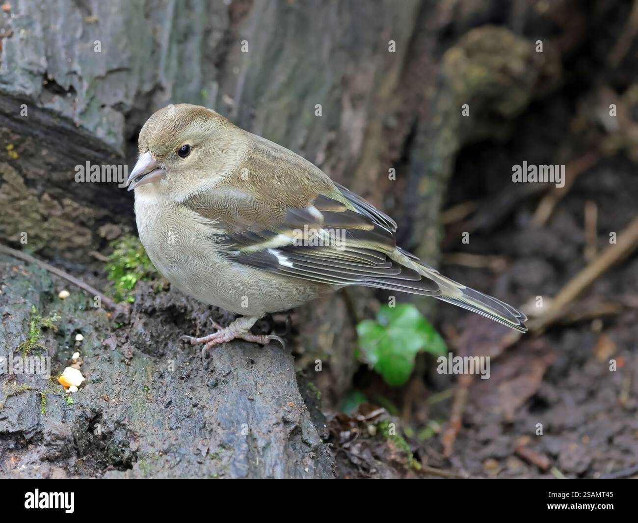 Gemeinsame Buchfink (Fringilla coelebs) Stockfoto