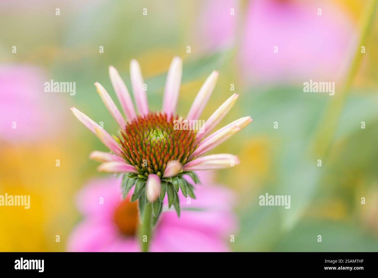 Nahaufnahme eines Coneflower (Echinacea) mit schlanken rosa Blütenblättern vor einem verschwommenen Hintergrund Stockfoto
