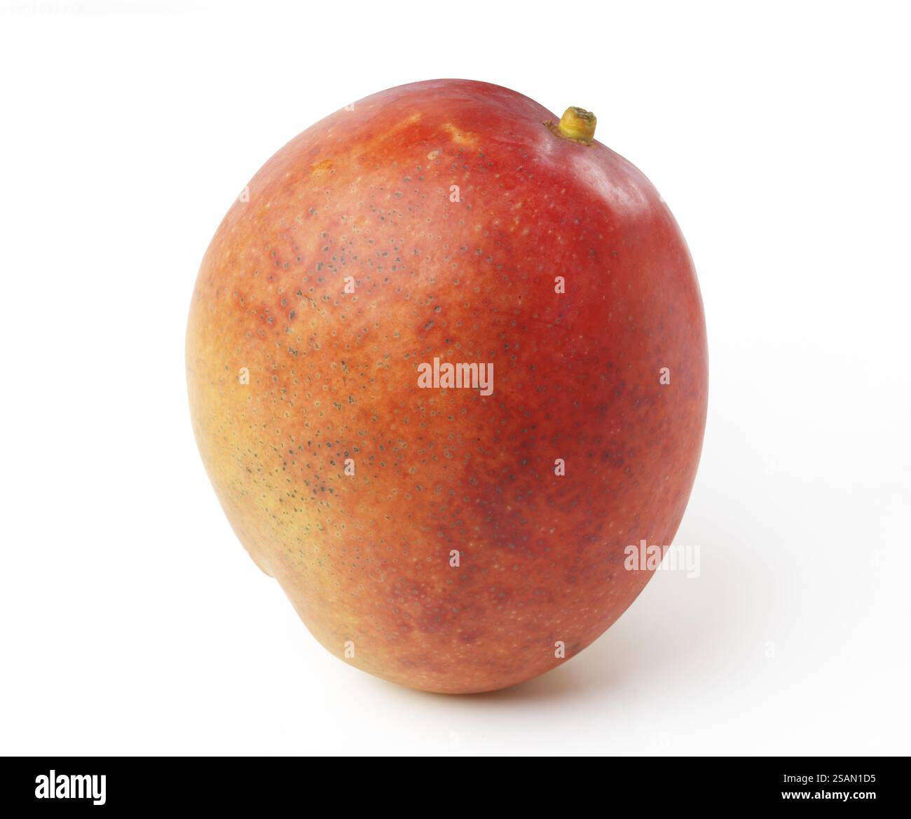 Nahaufnahme von einem reifen roten Kent Mango tropischen Früchten isoliert auf weißem Hintergrund Stockfoto